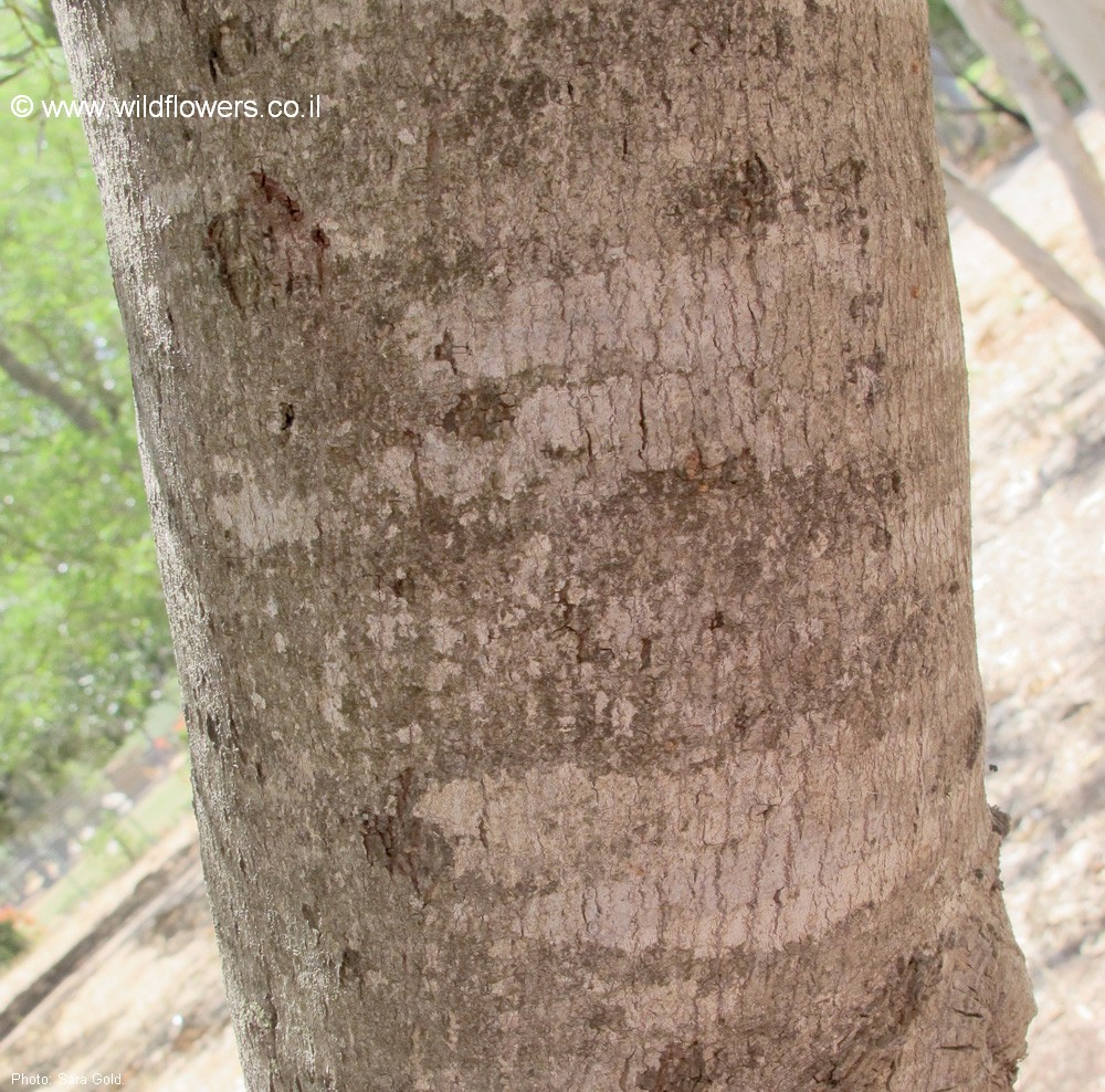 Acacia  retinodes